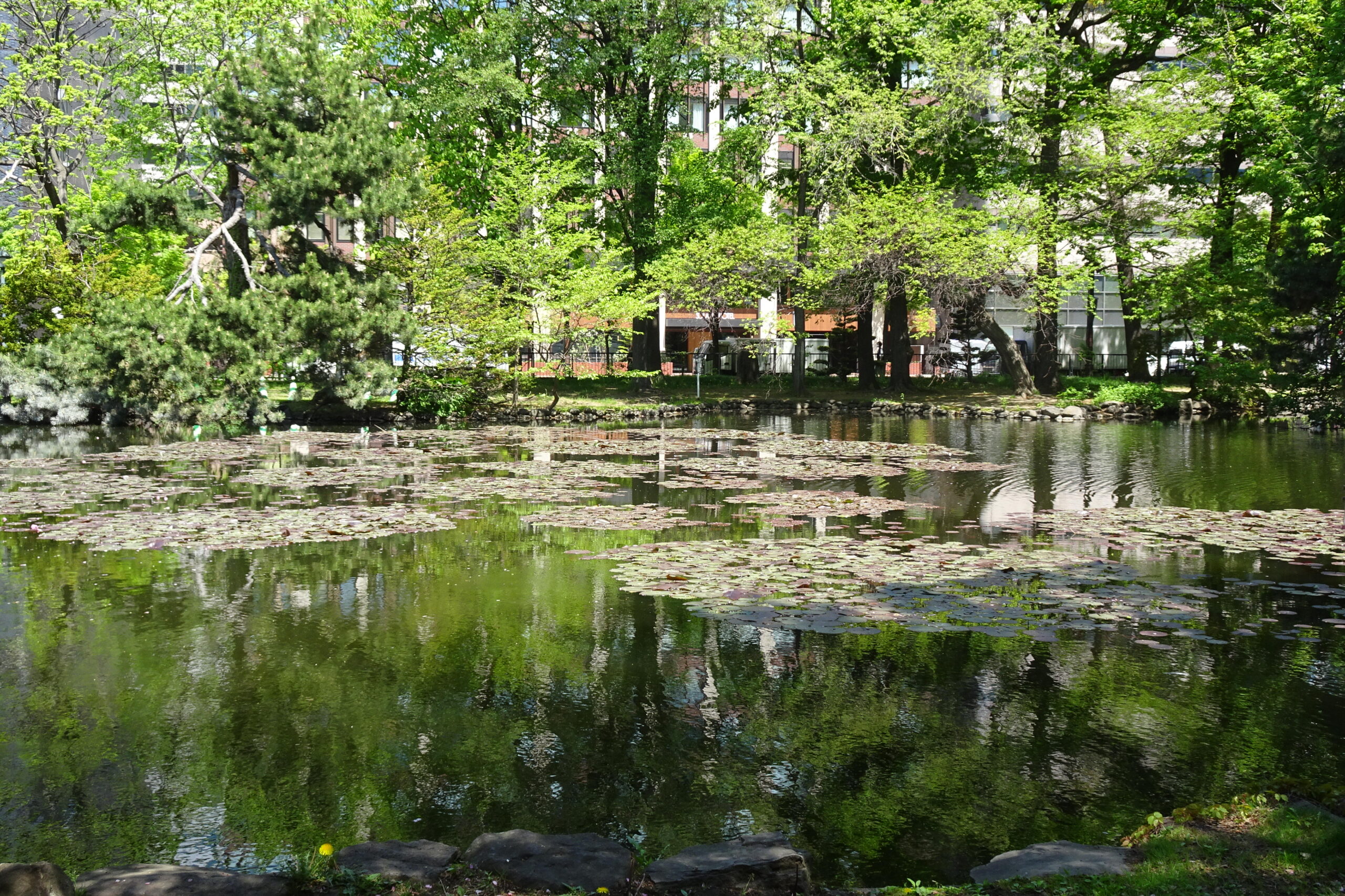 庭園内 水辺の風景